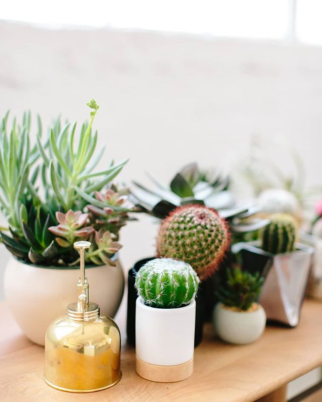 Fun fact: I don't  have a green thumb. 🌱🌱 I kill everything I&rsquo;ve ever planted within a week and that is fine by me! 🌱🌱
If I did better with plants I would love having succulents scattered throughout the house. 🌱🌱
How about you? Do you hav