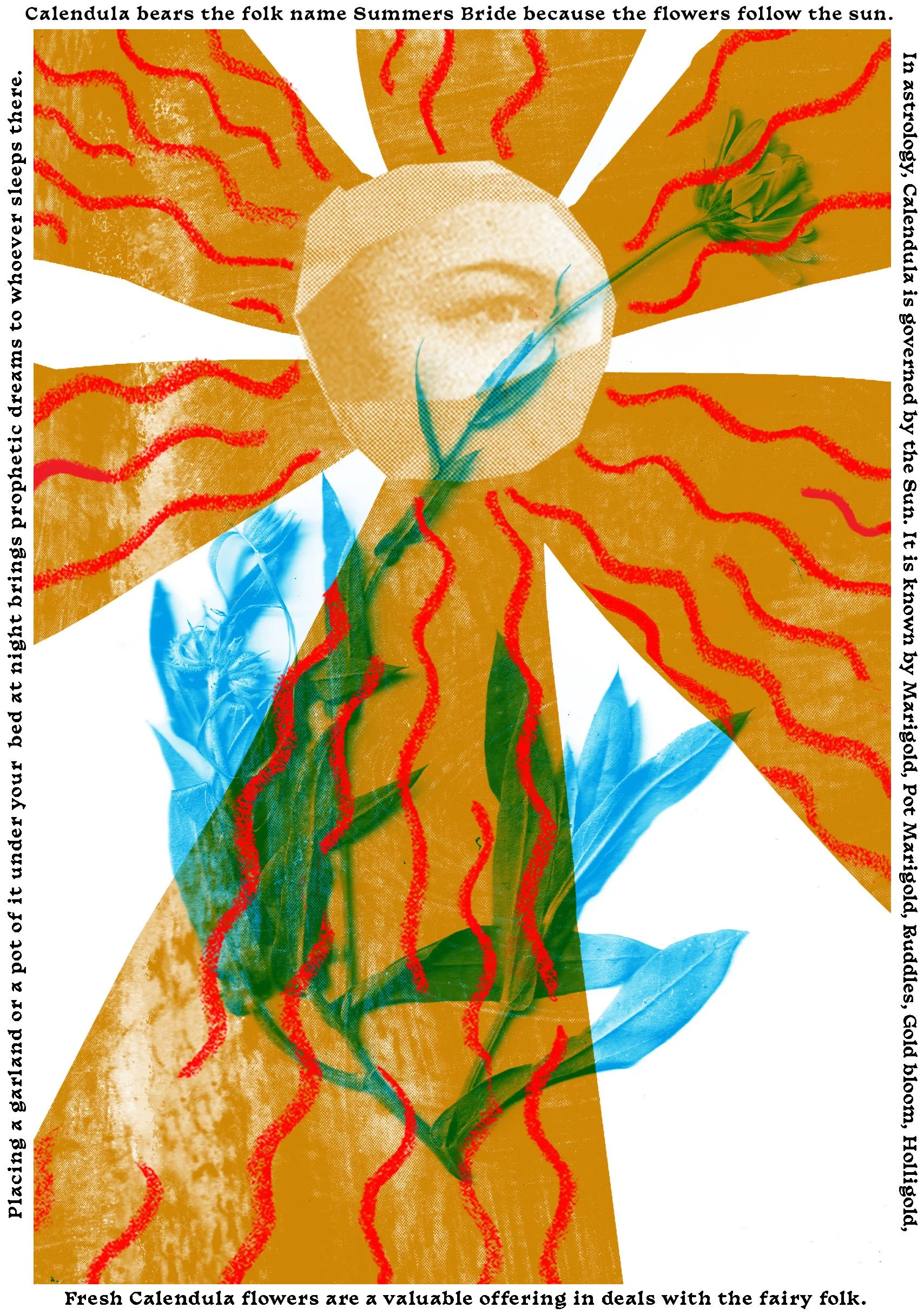 flower sun collage  rbg copy.jpg
