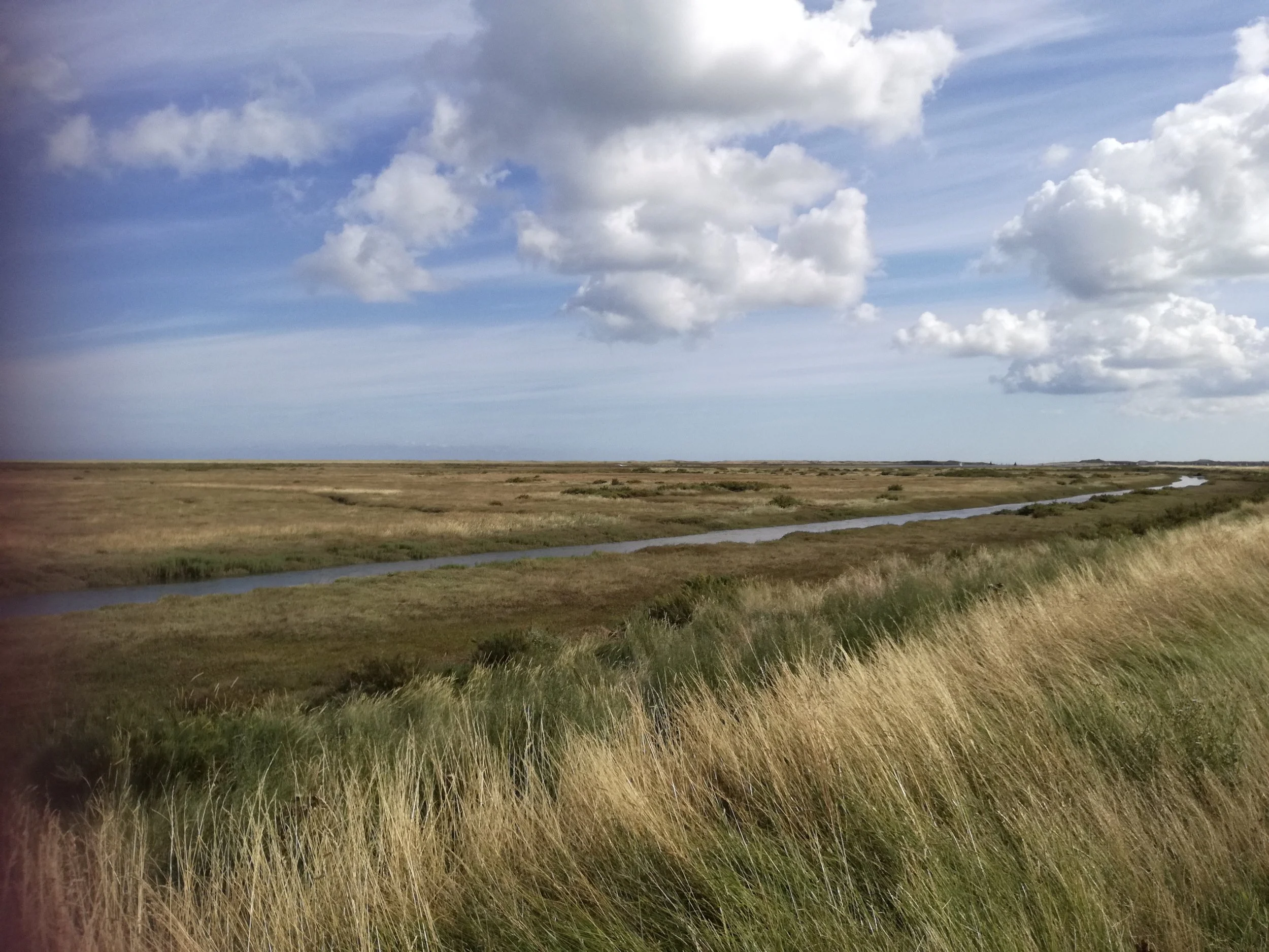 emily e wild collage4.jpeg