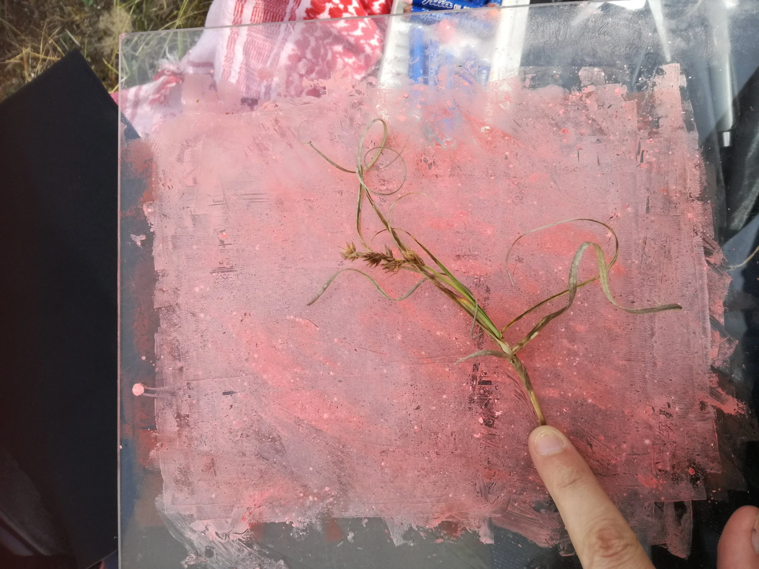 emily e wild collage5.jpeg