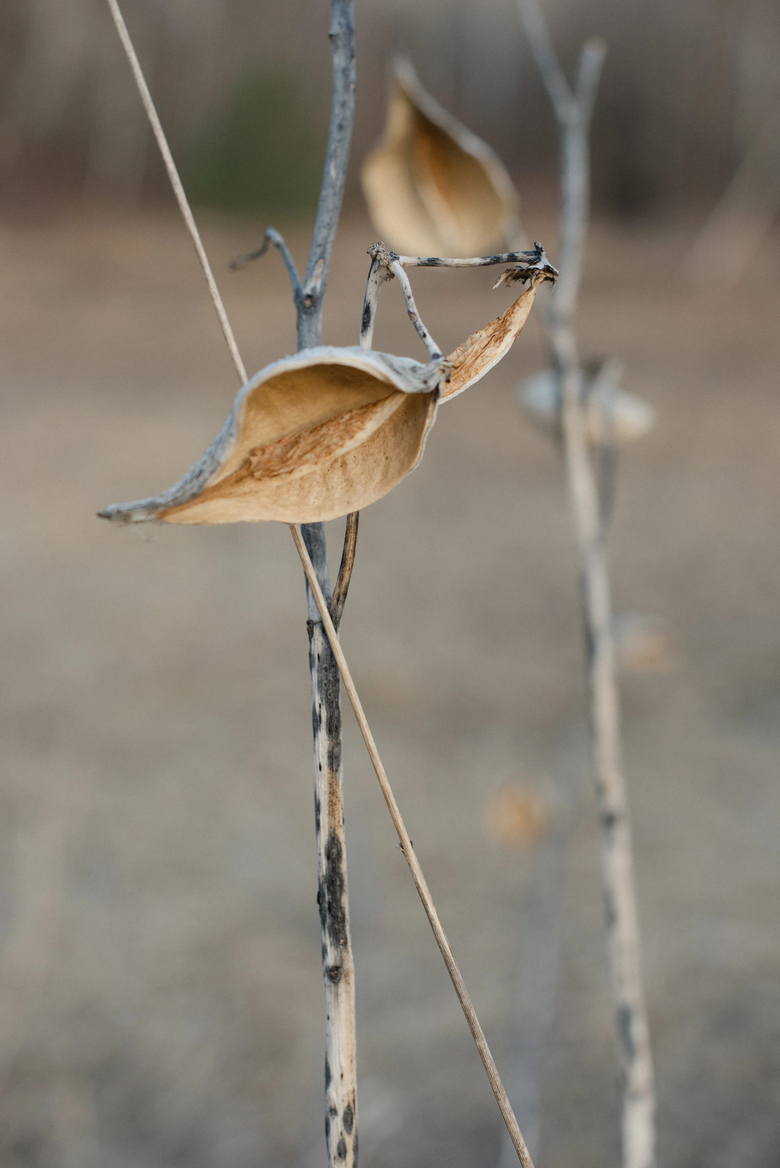 freshframe.seedpod.jpg