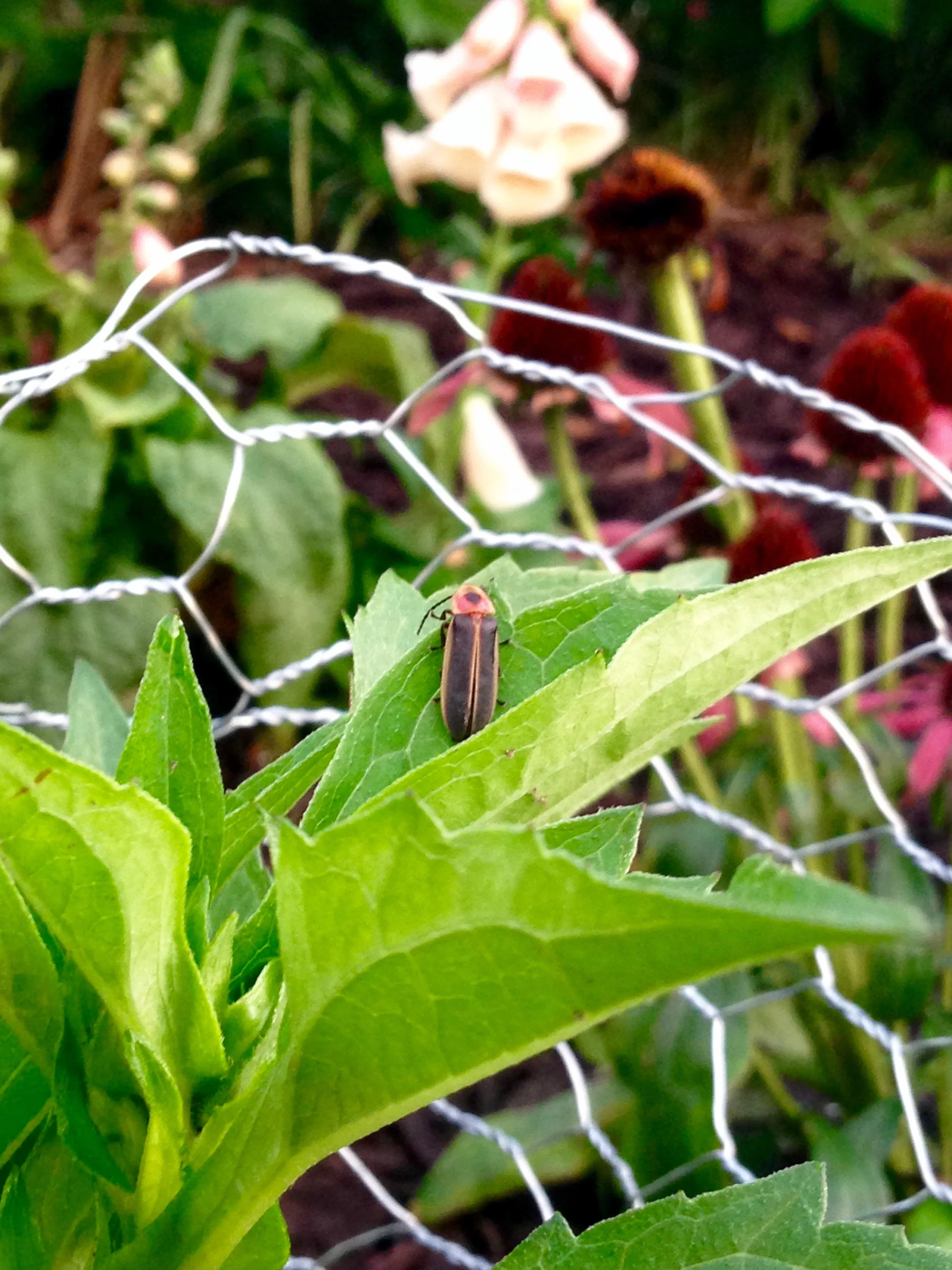 This is what fireflies do all day. They are pretty relaxed.