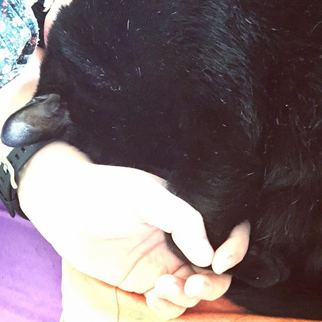 Meditating with PTSD can be difficult. Holding paws with Nori helps. #who_rescued_who #straycat #strayhuman #truelove