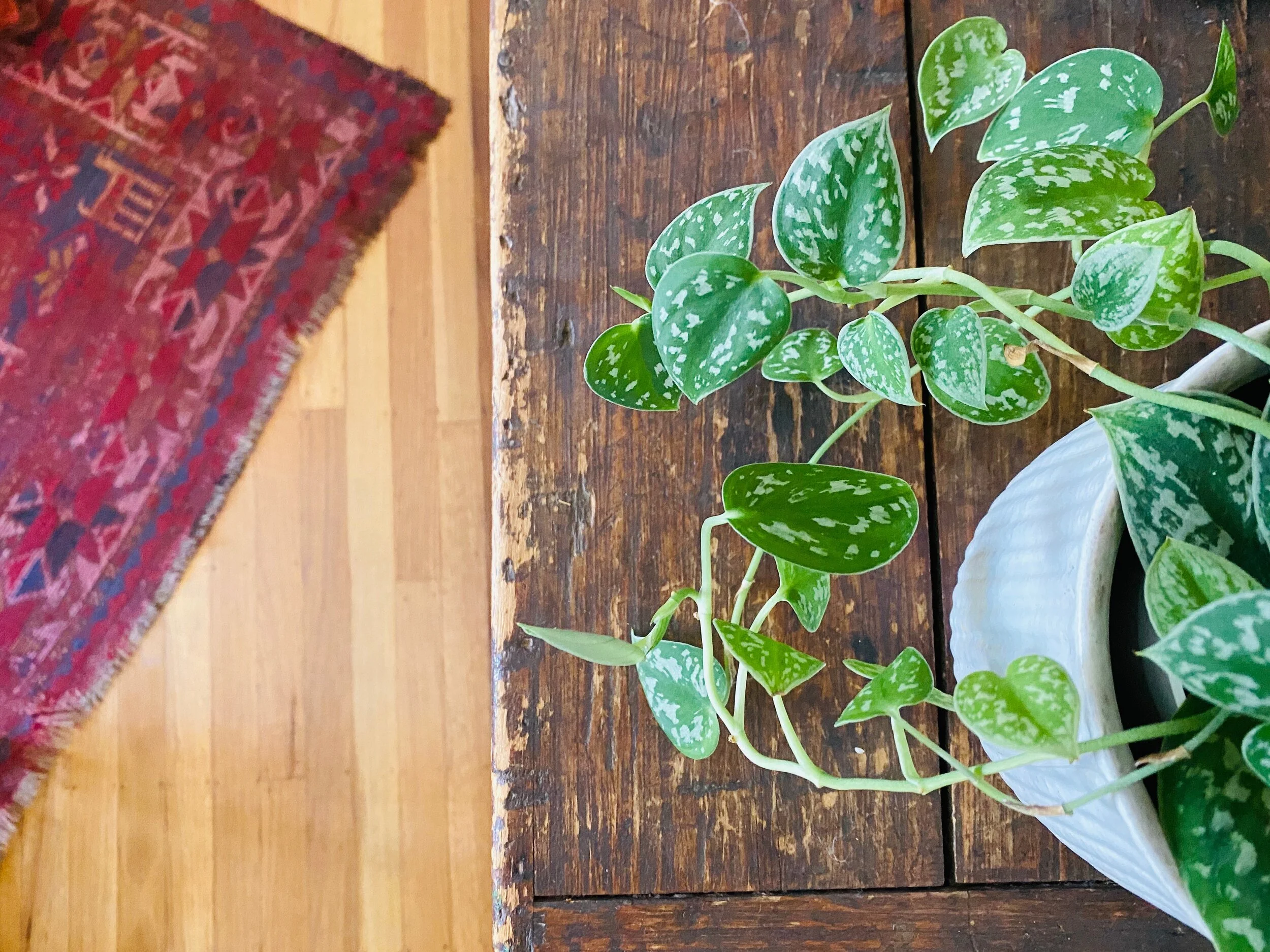 Beautiful Things: House Plants
