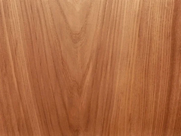English Elm
