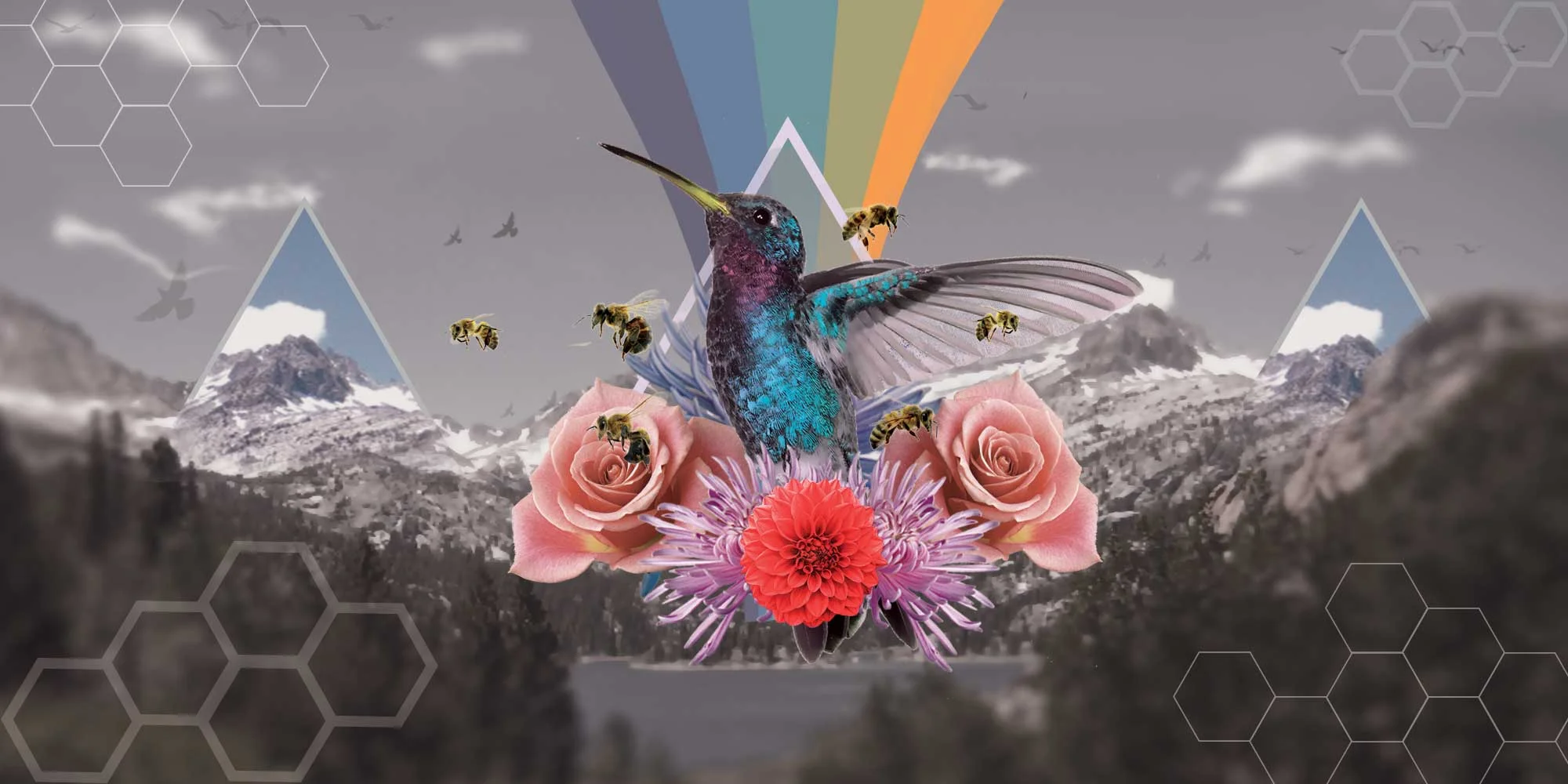 HUMMINGBIRD.jpg