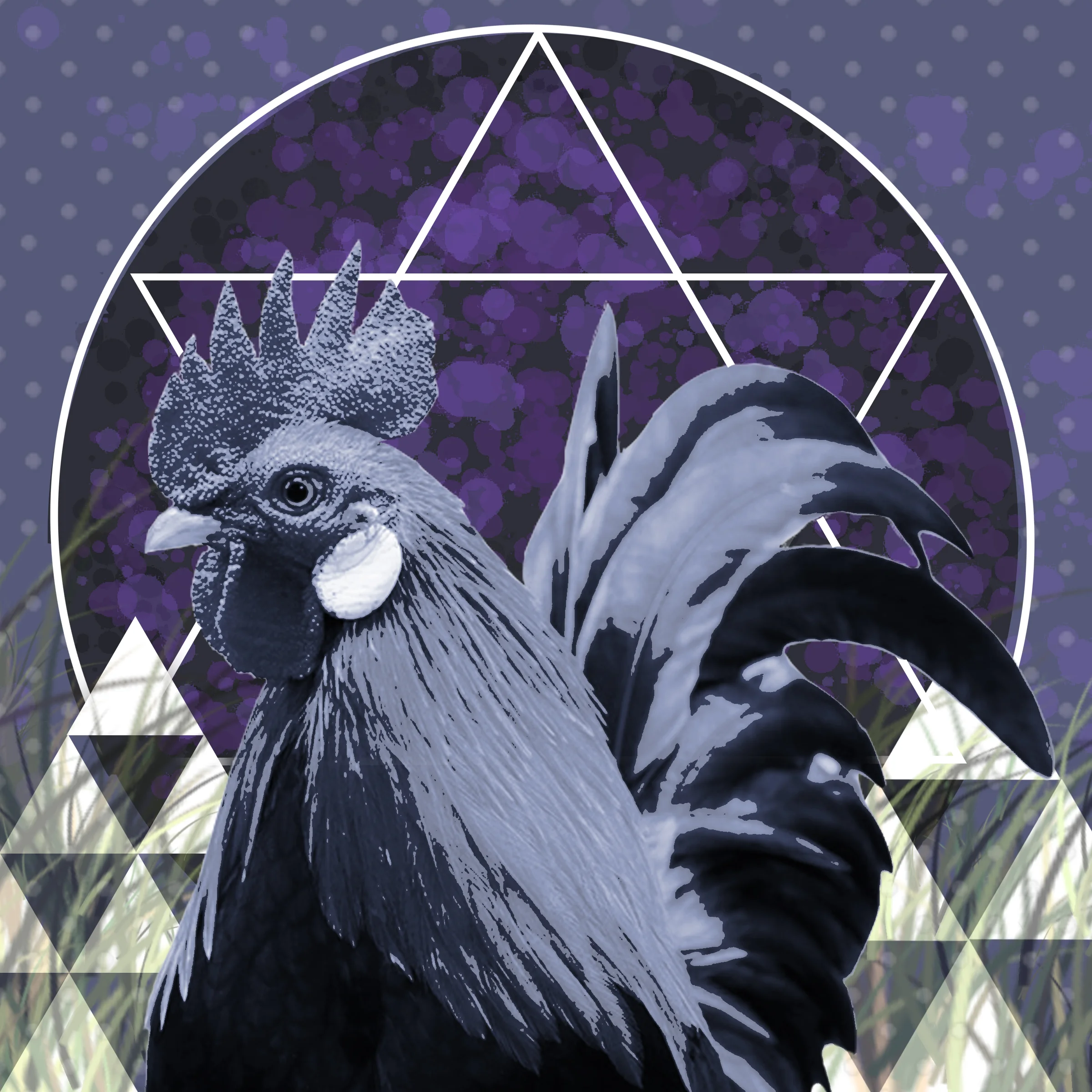 Rooster.jpg