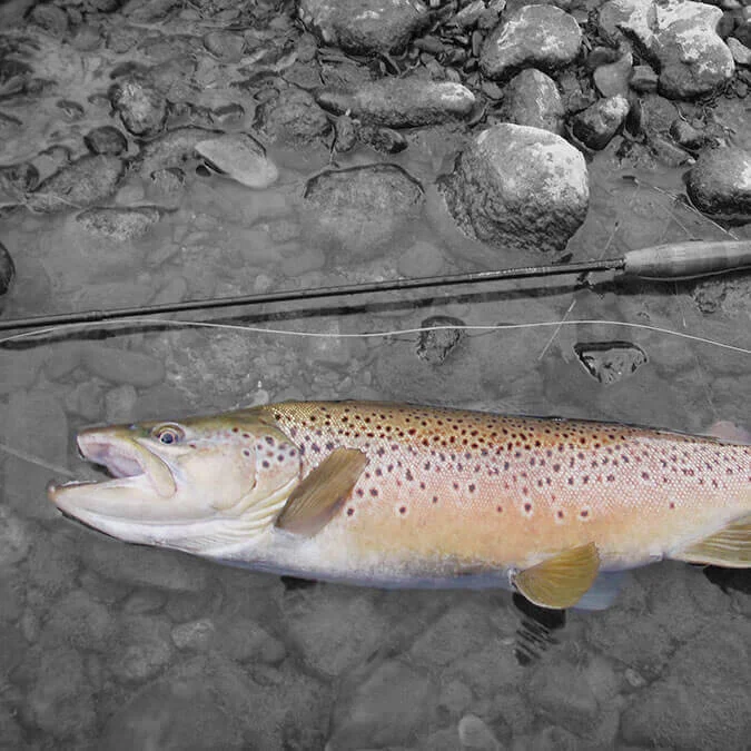 Nelson Trout Fishing Club