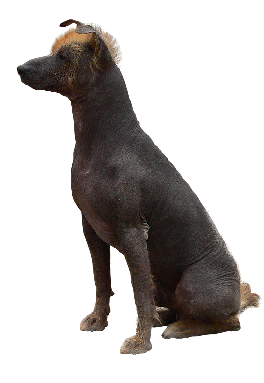 xolo-gerardomtz-mx.png