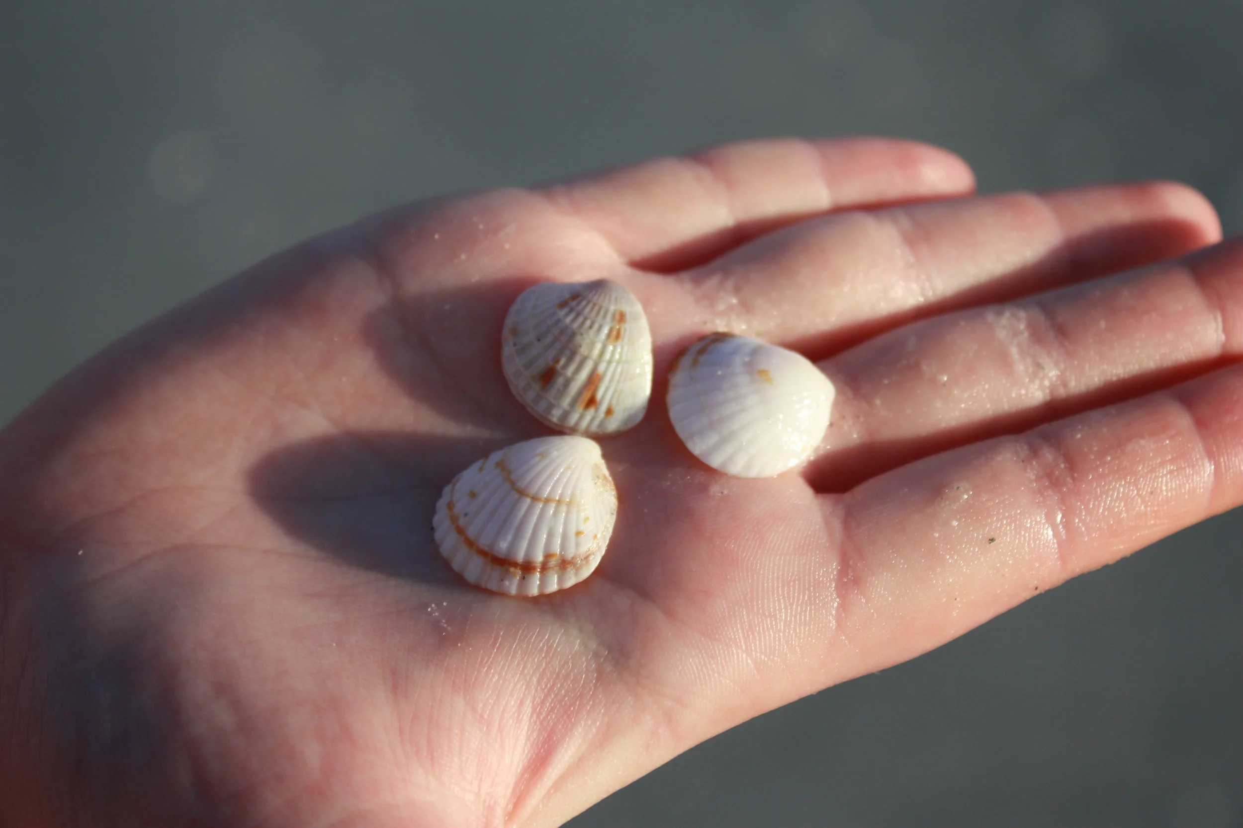 Seashells in hand 1.JPG