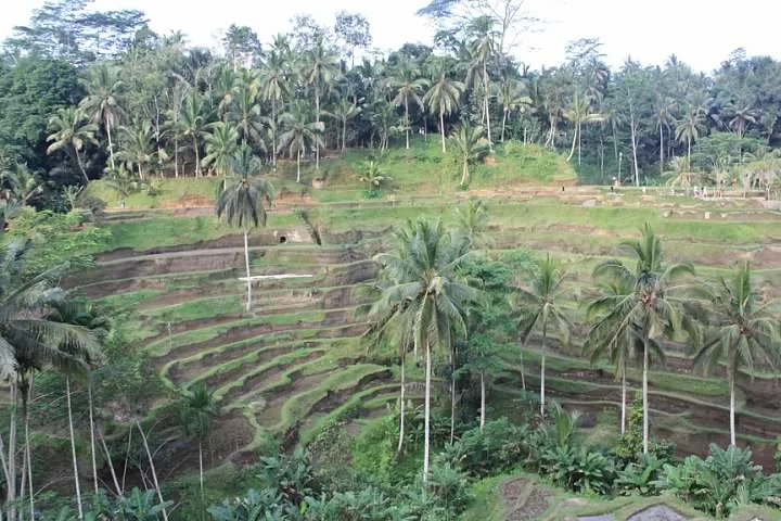2 Rice Terrace.jpg