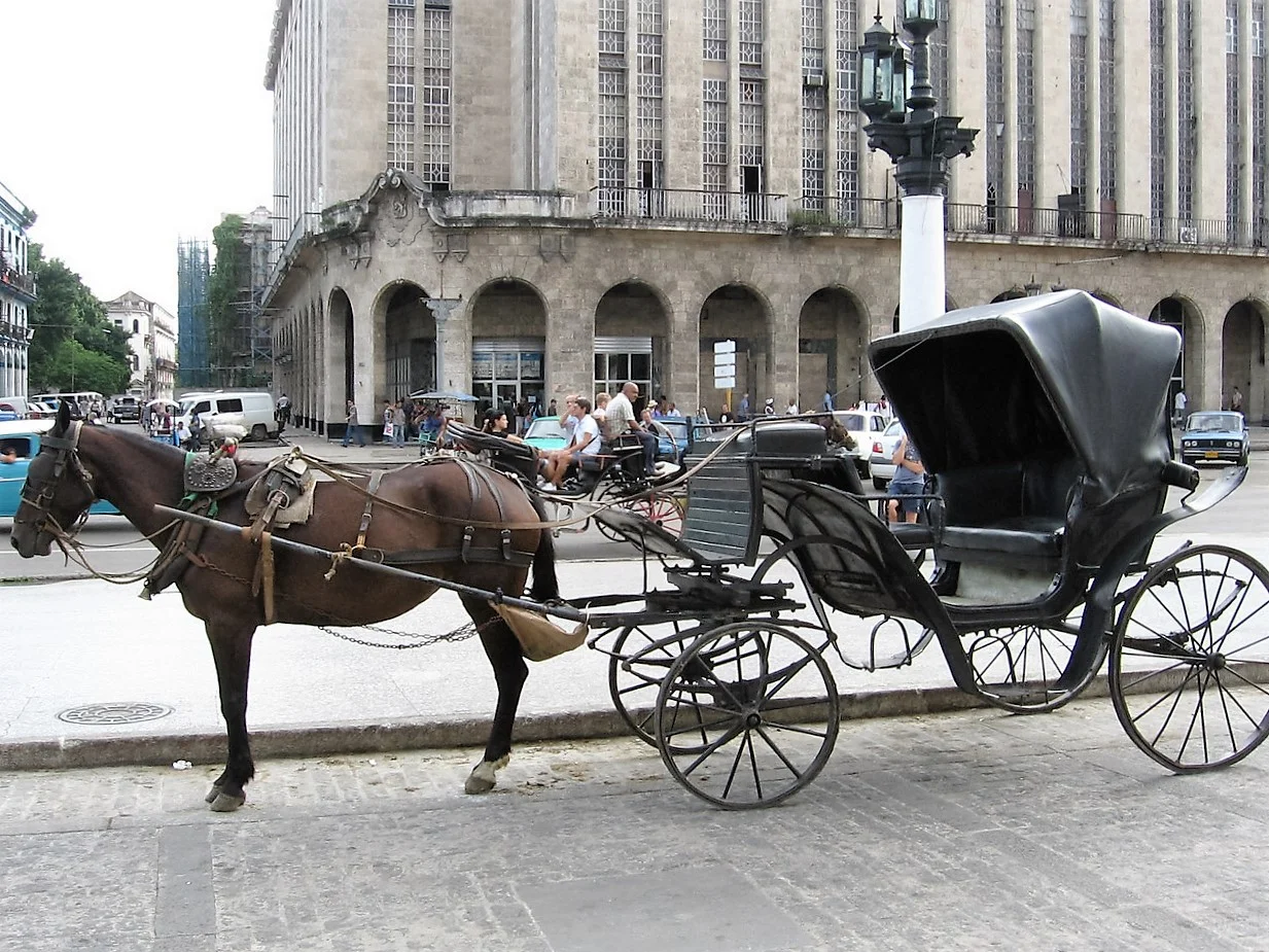 Horse and buggy.jpg