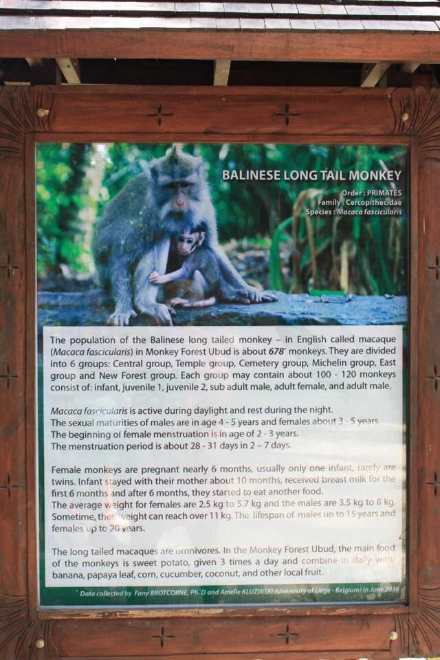 Balinese Long Tail Monkey.jpg