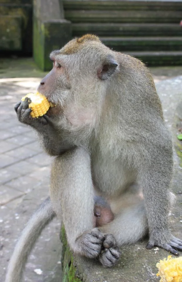 Monkey 2.jpg