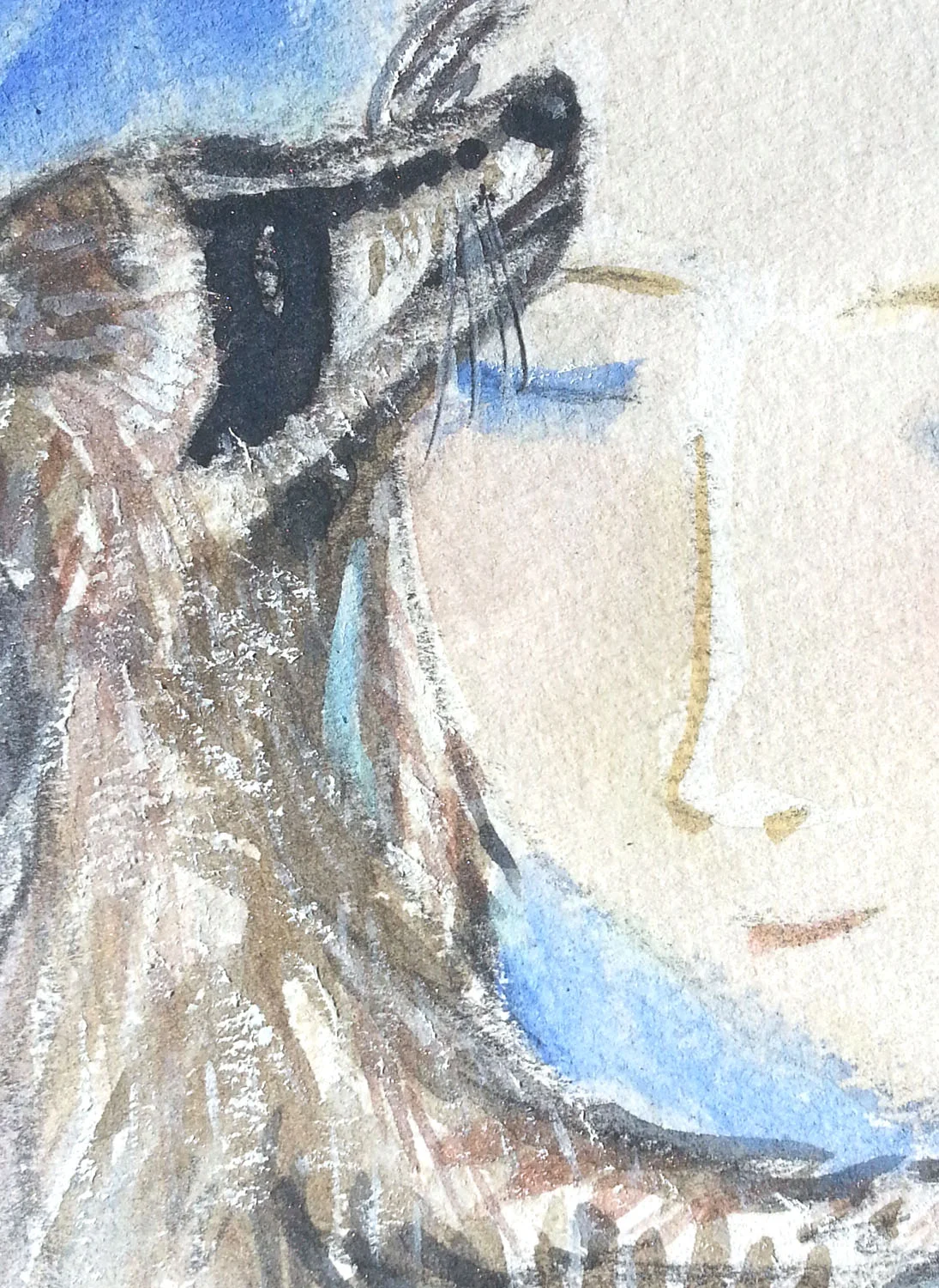 Racoon crop.jpg