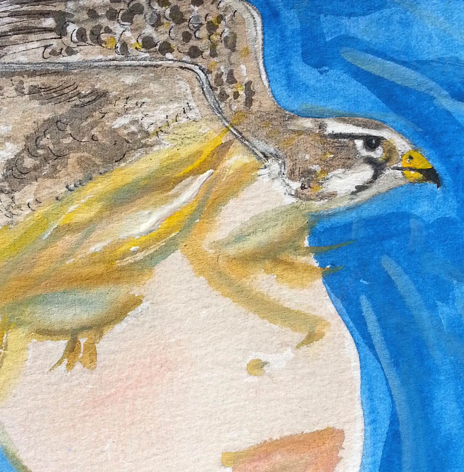 Falcon crop.jpg