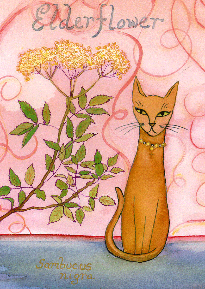 Elderflower-72-copy.gif