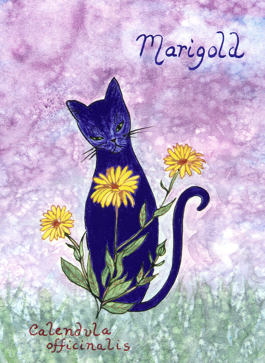 Marigold-72-copy.gif