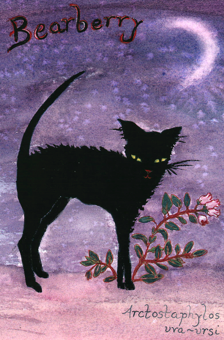 Bearberry-72-copy.gif