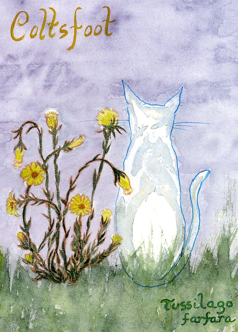 Coltsfoot-72-copy.gif