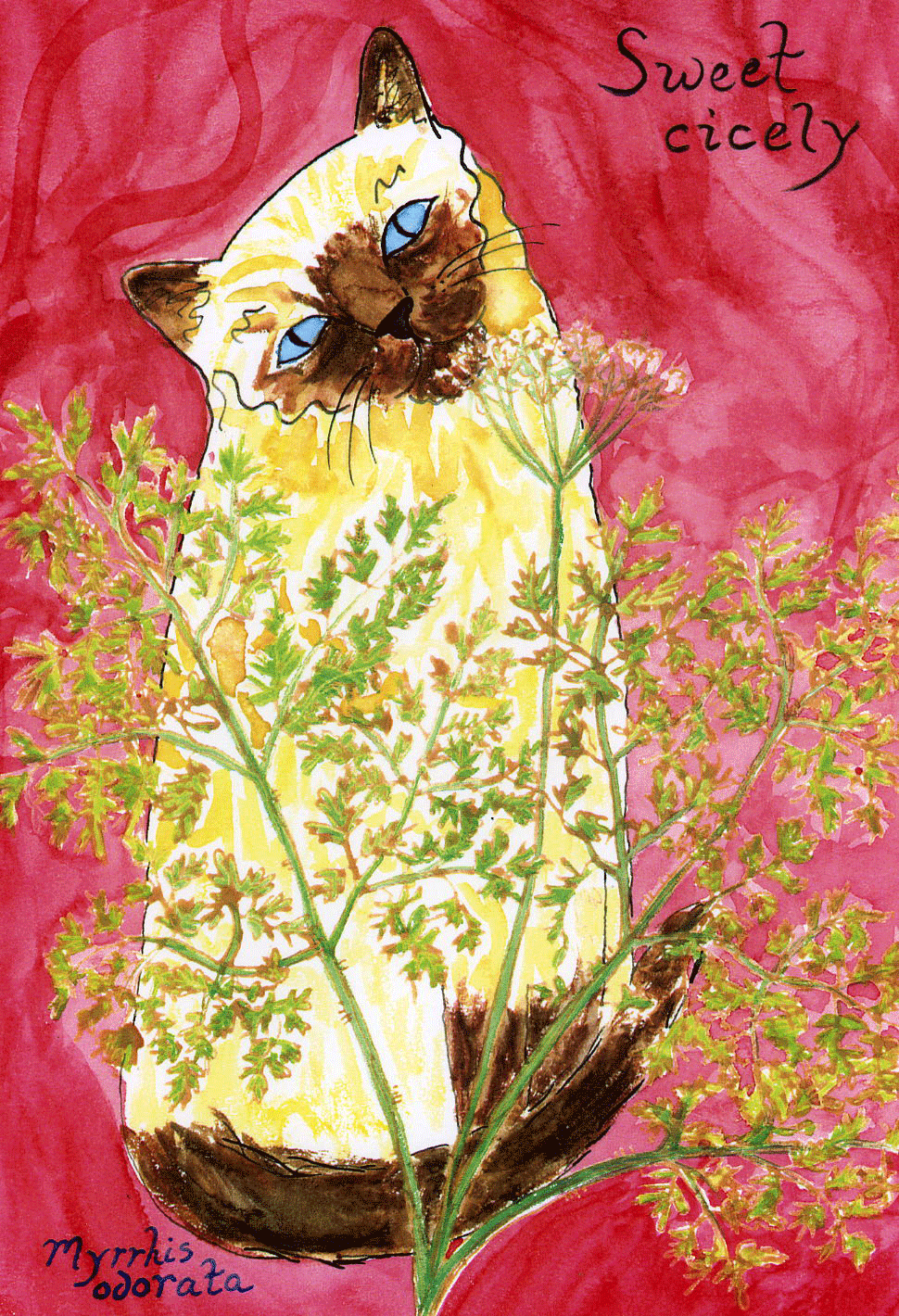 Sweet-Cicely-72-copy.gif