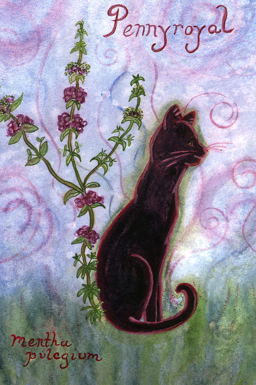 Pennyroyal-72-copy.gif