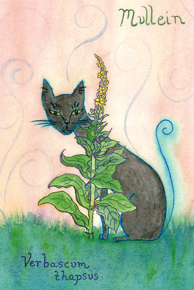 Mullein-72-copy.gif