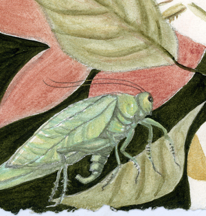 Katydid+crop+BEST.png