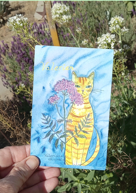 Valerian Cat by Kathy Crabbe (Cat Herbal Deck)