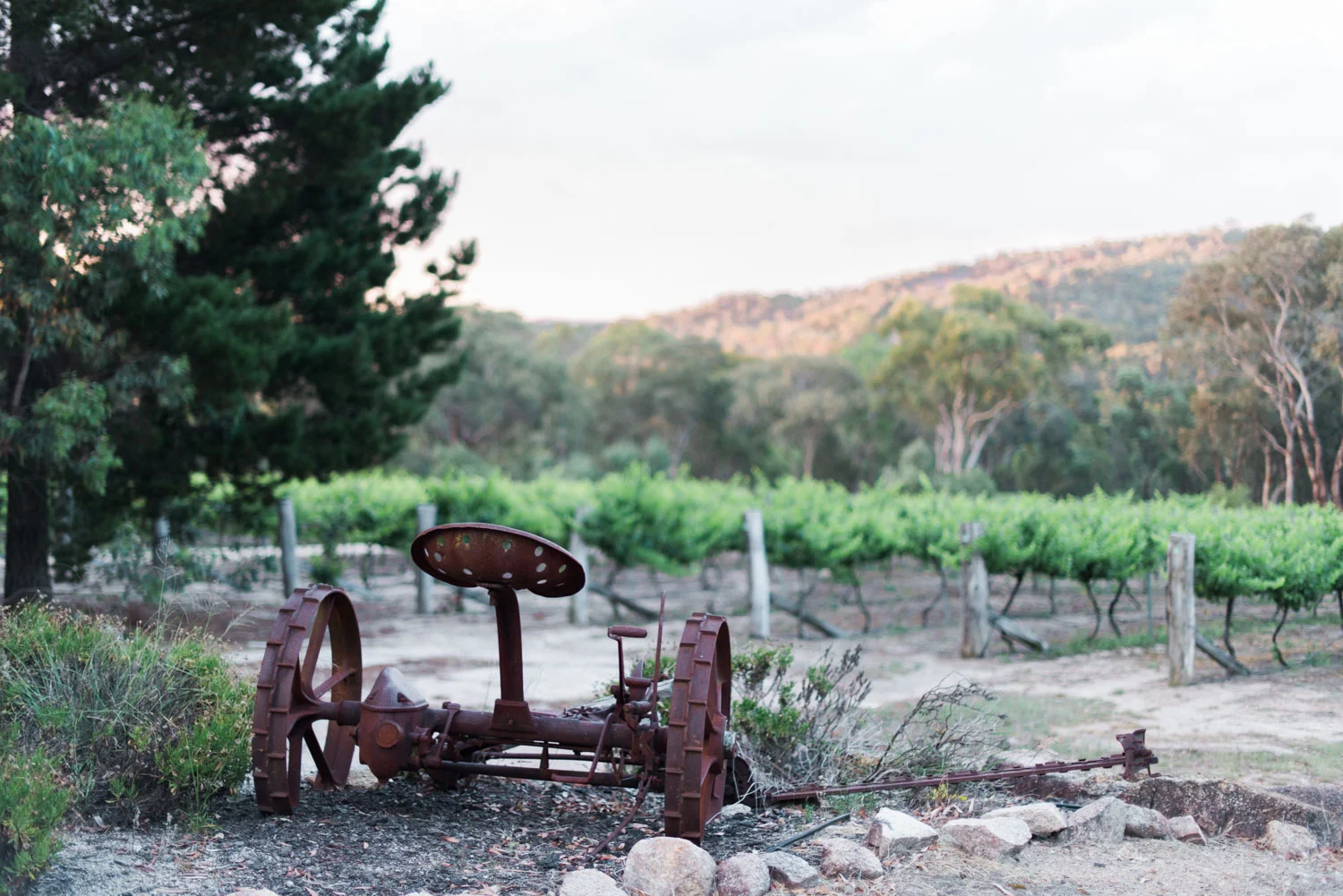 Aventine Winery - Hannah Puechmarin