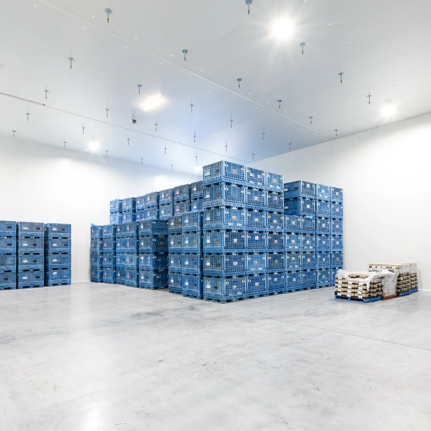 Designing for scale and efficiency is essential in cold storage warehousing. 

We use systems such as @kingspan_panels_au PIR Insulated Panels to create efficient and temperature-controlled zones - ensuring spaces perform as well as they look. 

#wat