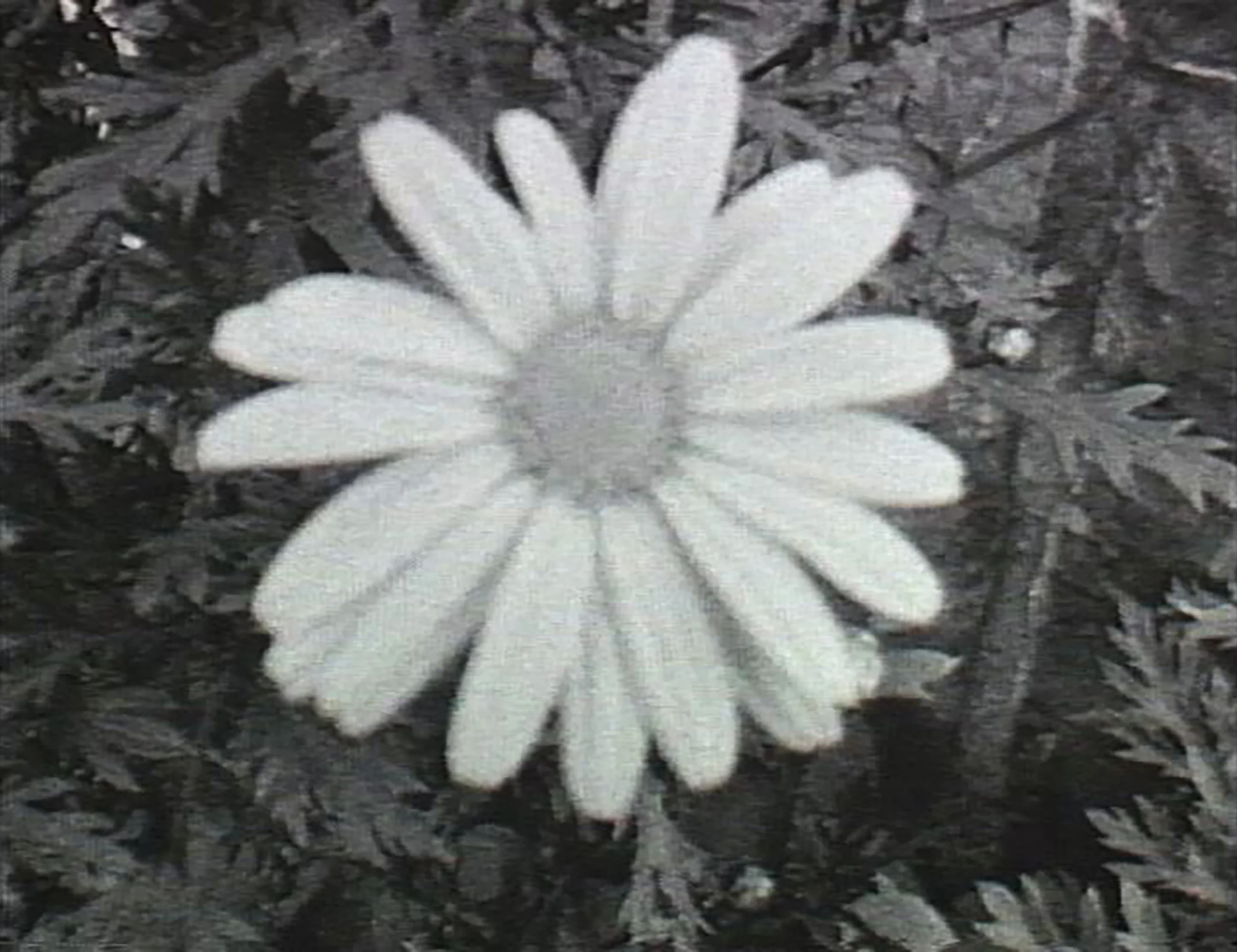 Daisy CORRECT.jpg