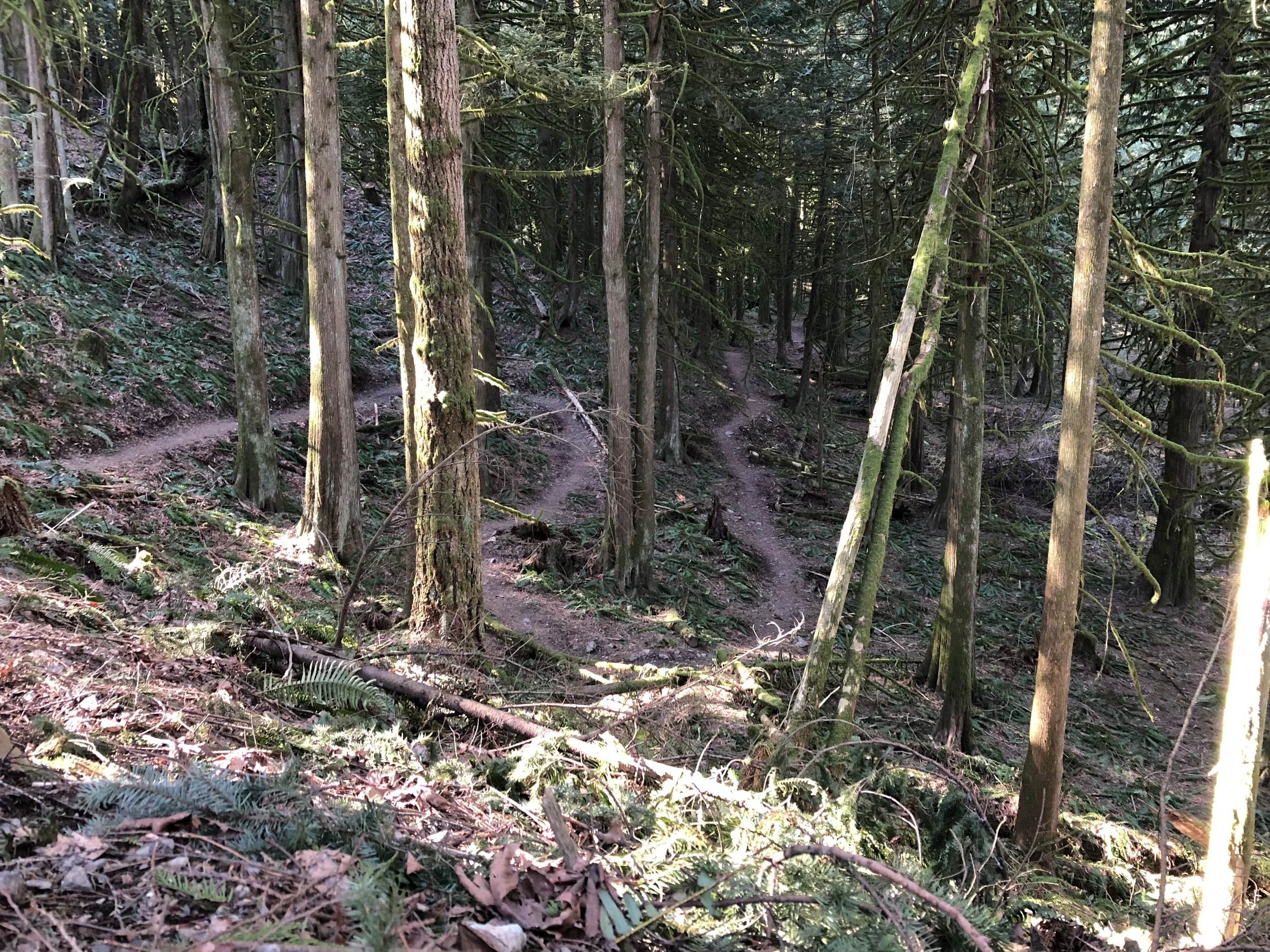 Chilliwack Community Forest_5.jpg