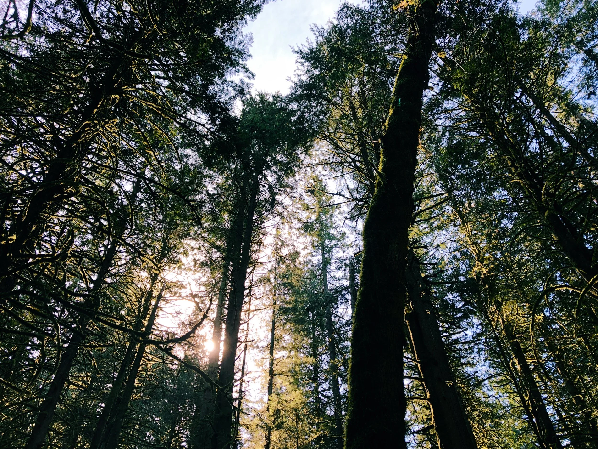 Chilliwack Community Forest_6.jpg