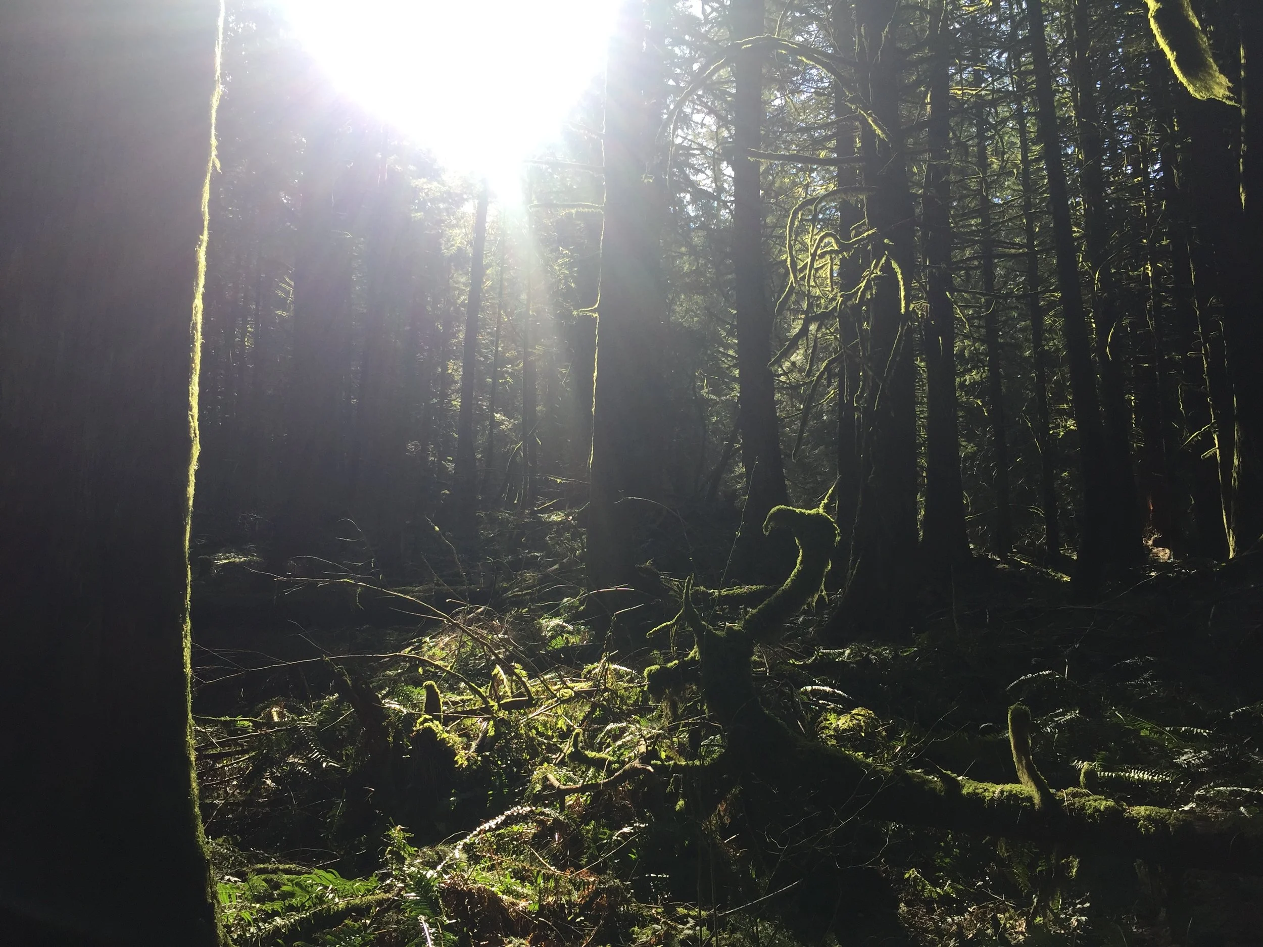 Chilliwack Community Forest_11.JPG