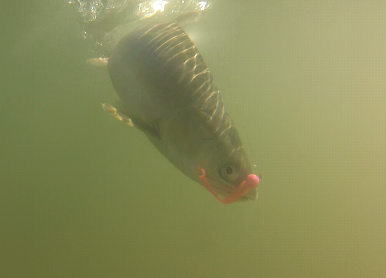 Bent Rods Pink Salmon Kit In Action.png