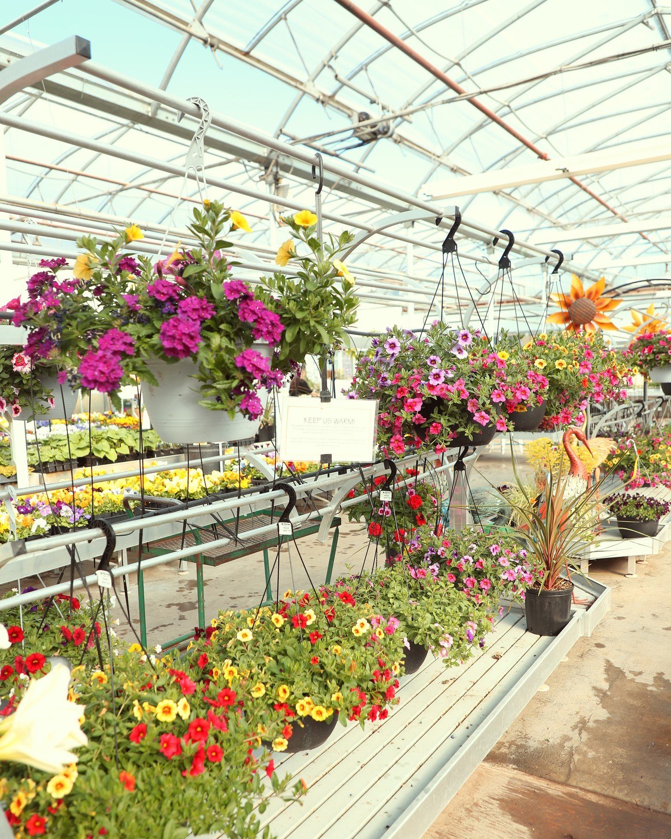 We've been thinking about our next hanging baskets to put on the patio and what better place to go look then @mintergardening on Fairfield Island (take Young Road north and you'll see it on the left side just as you cross the slough).
It's not quite 