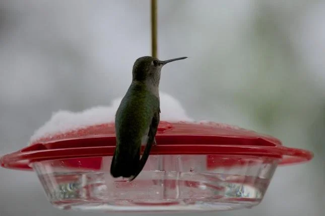 Overwintering Humming Birds and other Backyard Birds