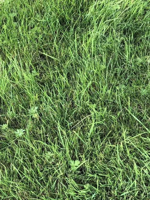 Grubs, Be Gone! - Minter Country Gardens