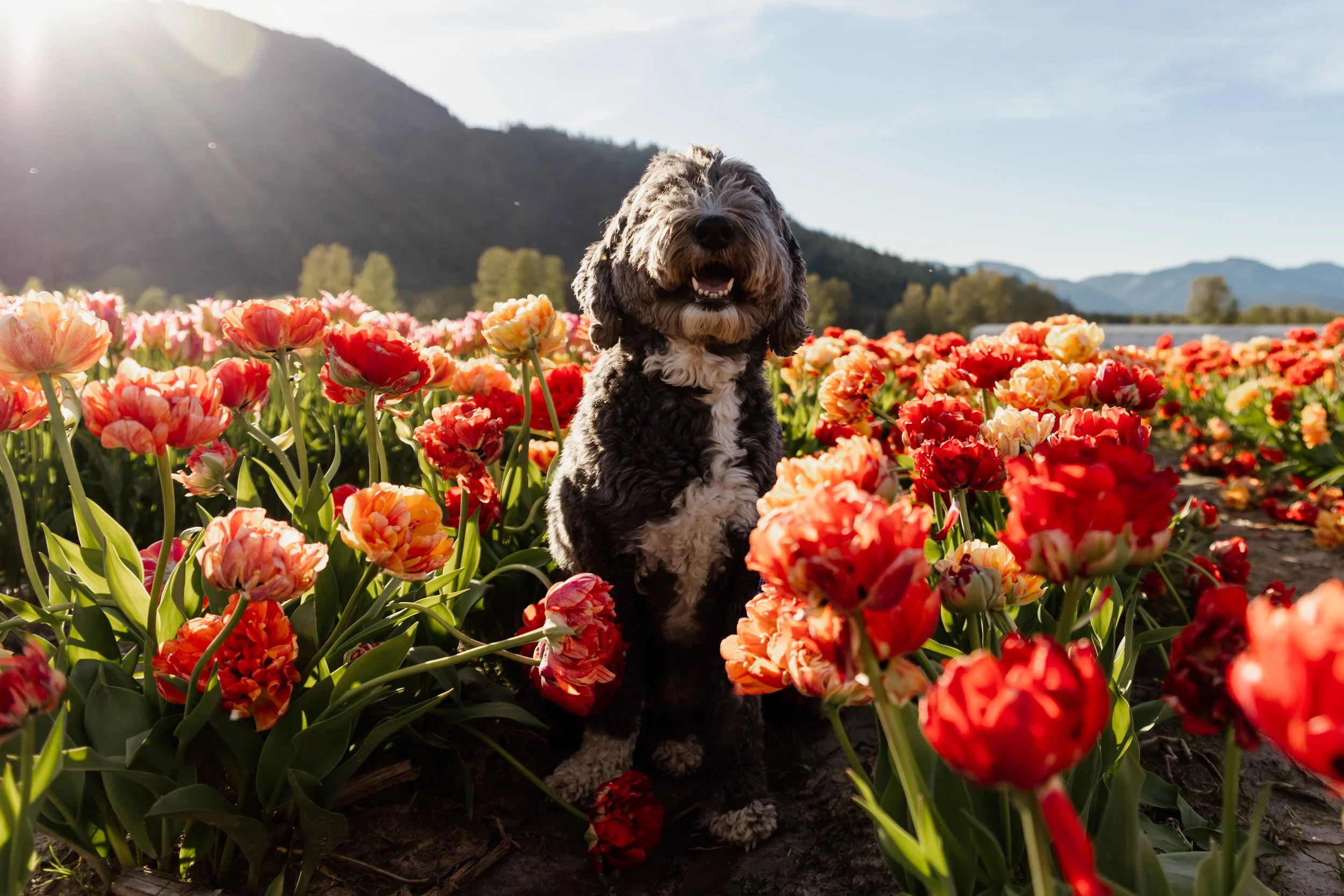 Botanica Flower Festival