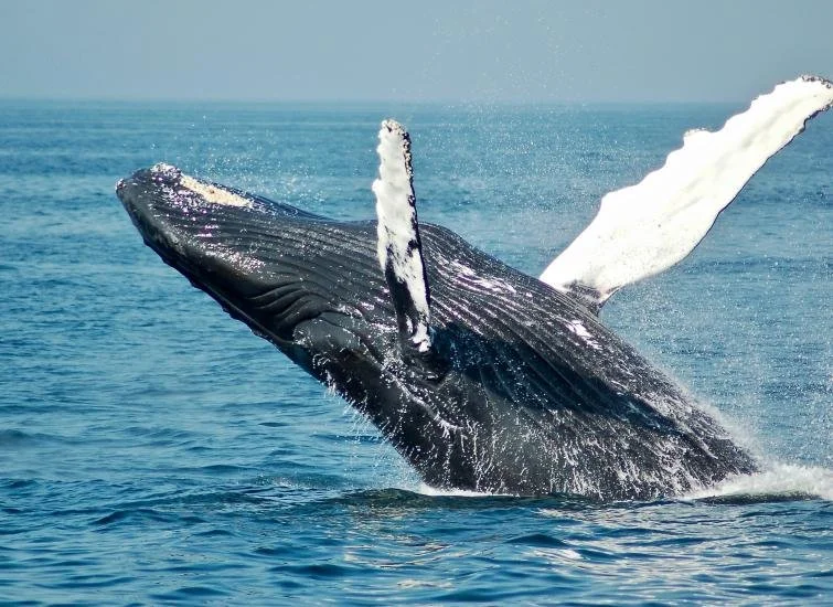 Ocean Wise: Wonderful Whales