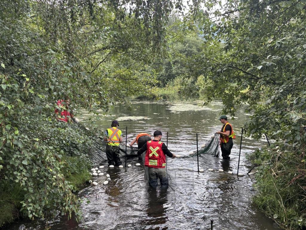 All about Salmon & GBHNR Stream Restoration Work