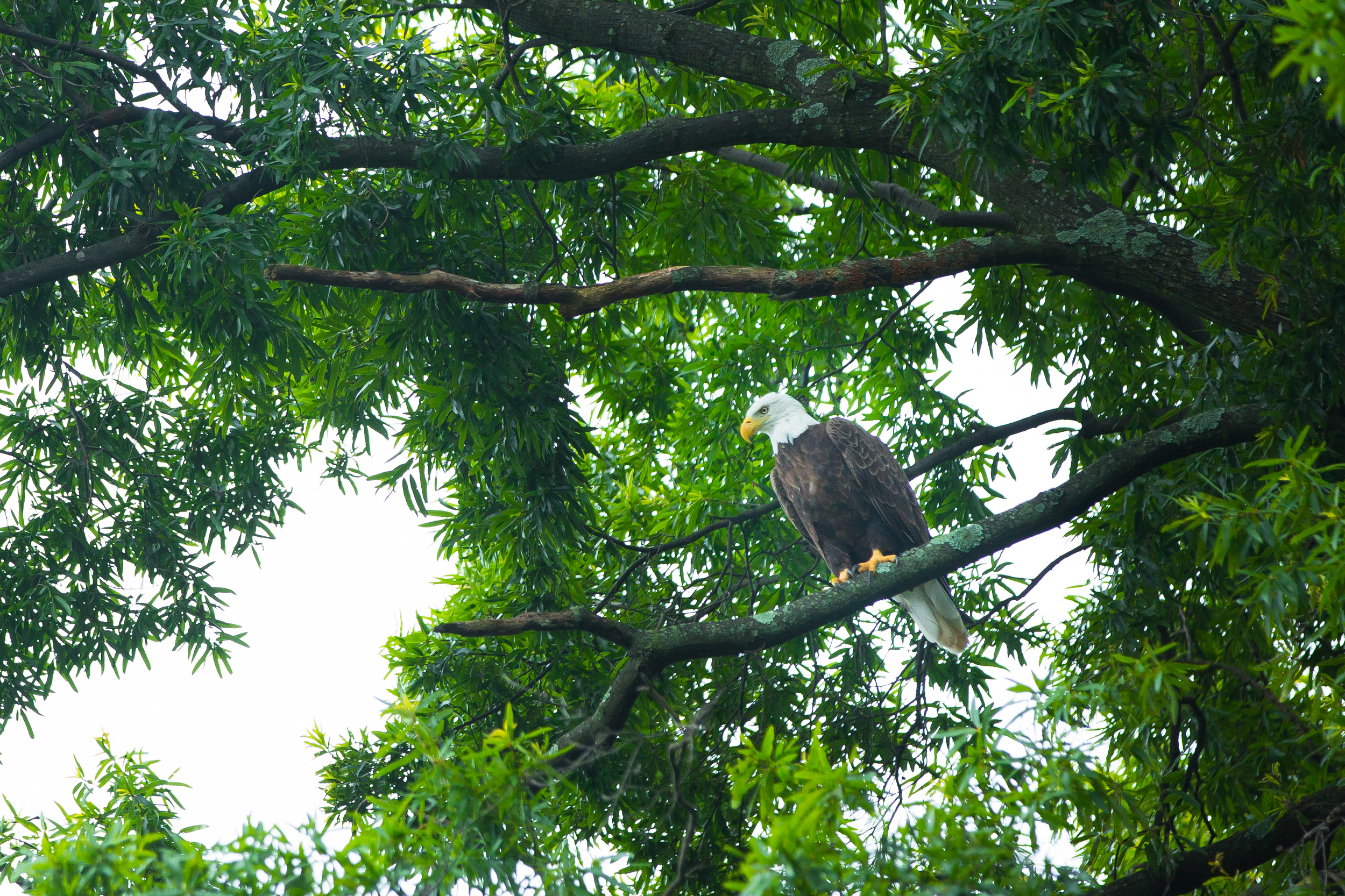 BALD EAGLE-9.jpg