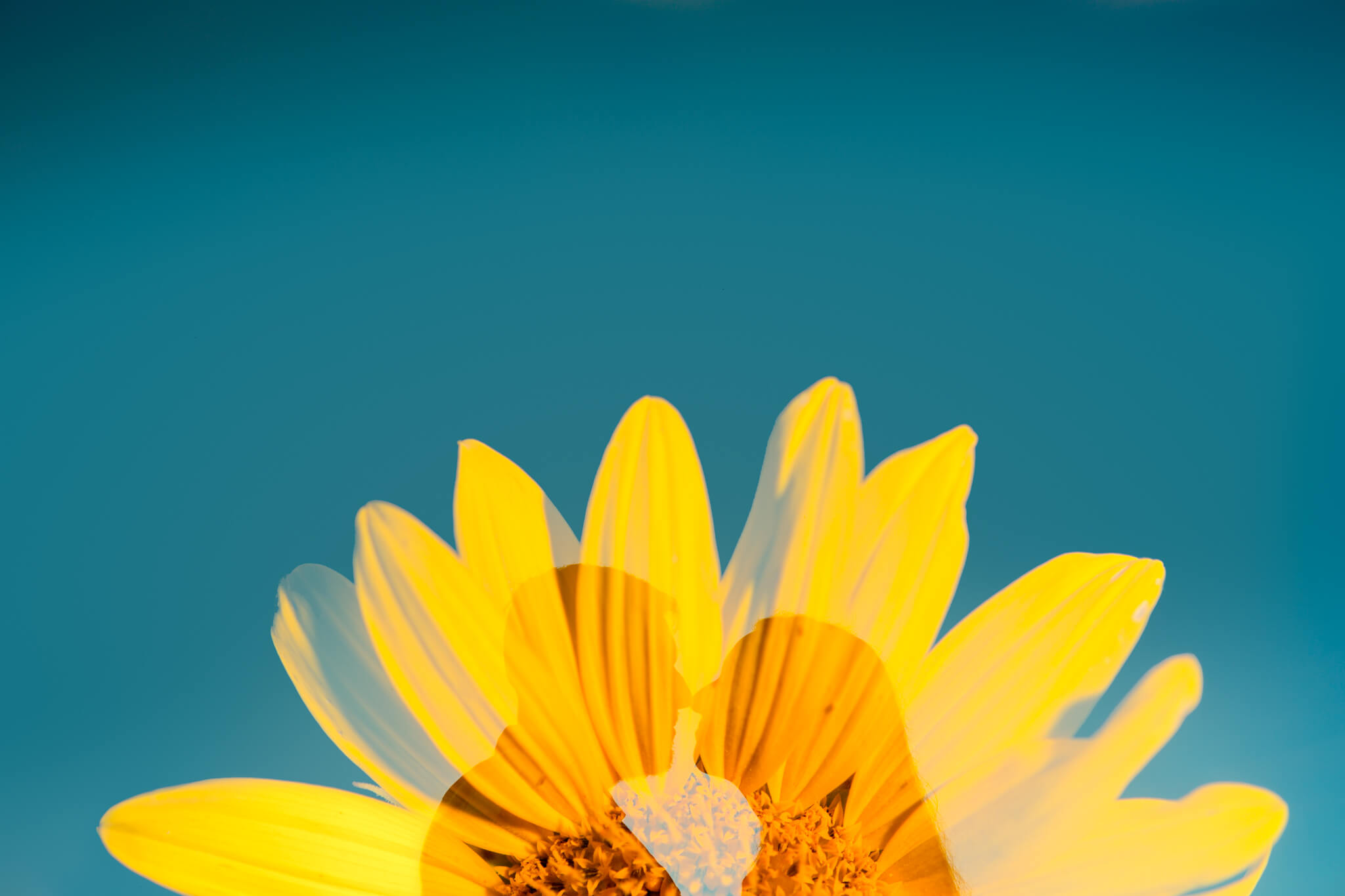 Alysia Jerad Sunflower Field Engagement-8.jpg