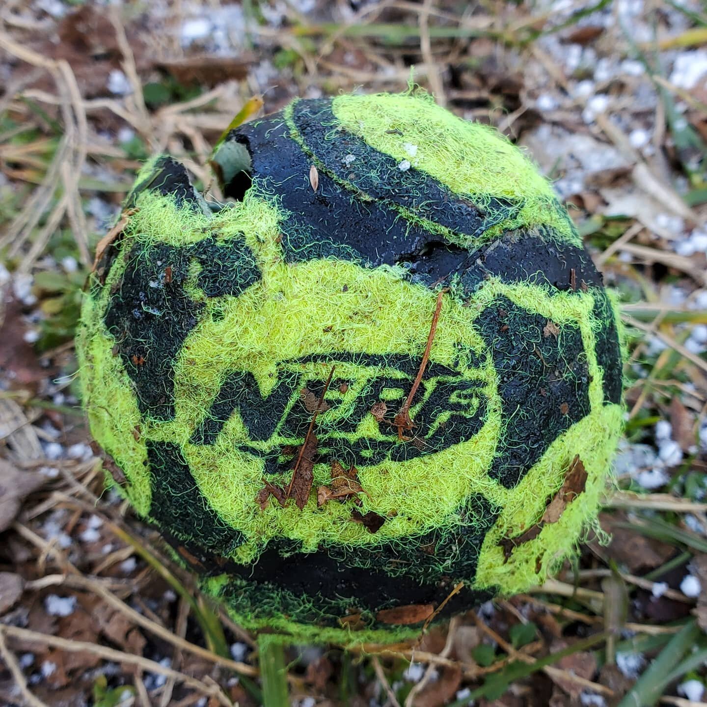 Fifteen minutes is a new record for Navajo.  Bought the @nerf dog balls as they are advertised as tough.  Definitely not worth it.  Going back to the tried and true @chuckitofficial balls.  Those have lasted 15 years with a JRT and now an additional 