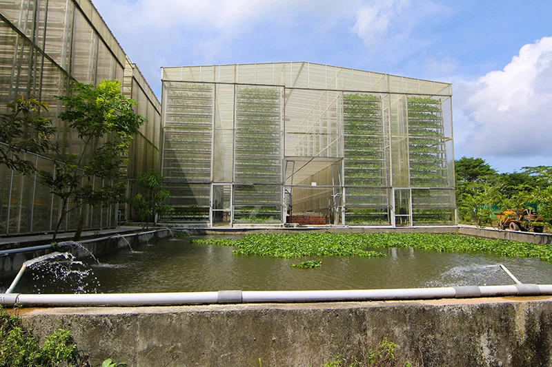 Sky Greens in Singapore