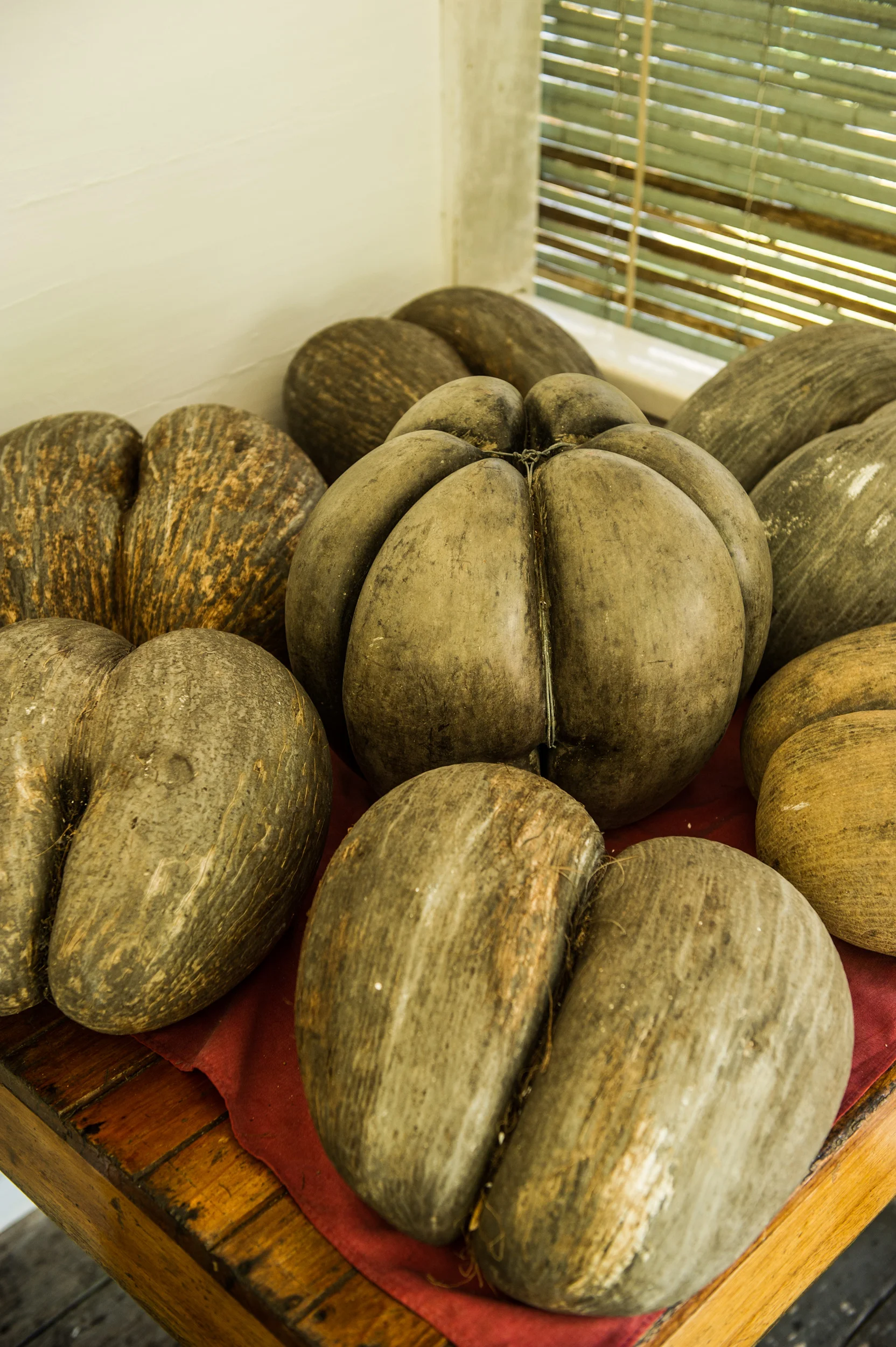 Coco_de_Mer_Jardin_du_roi.jpg