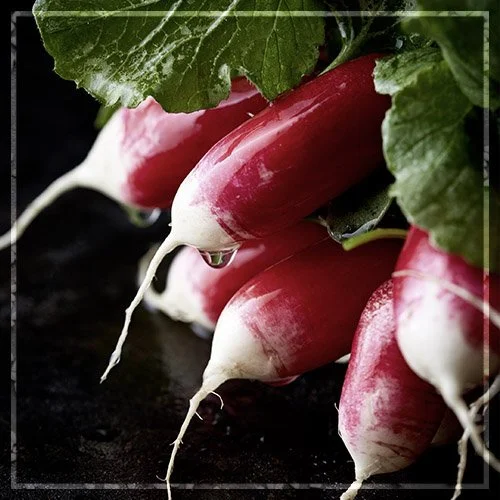 IN SEASON - Radieschen Part II
