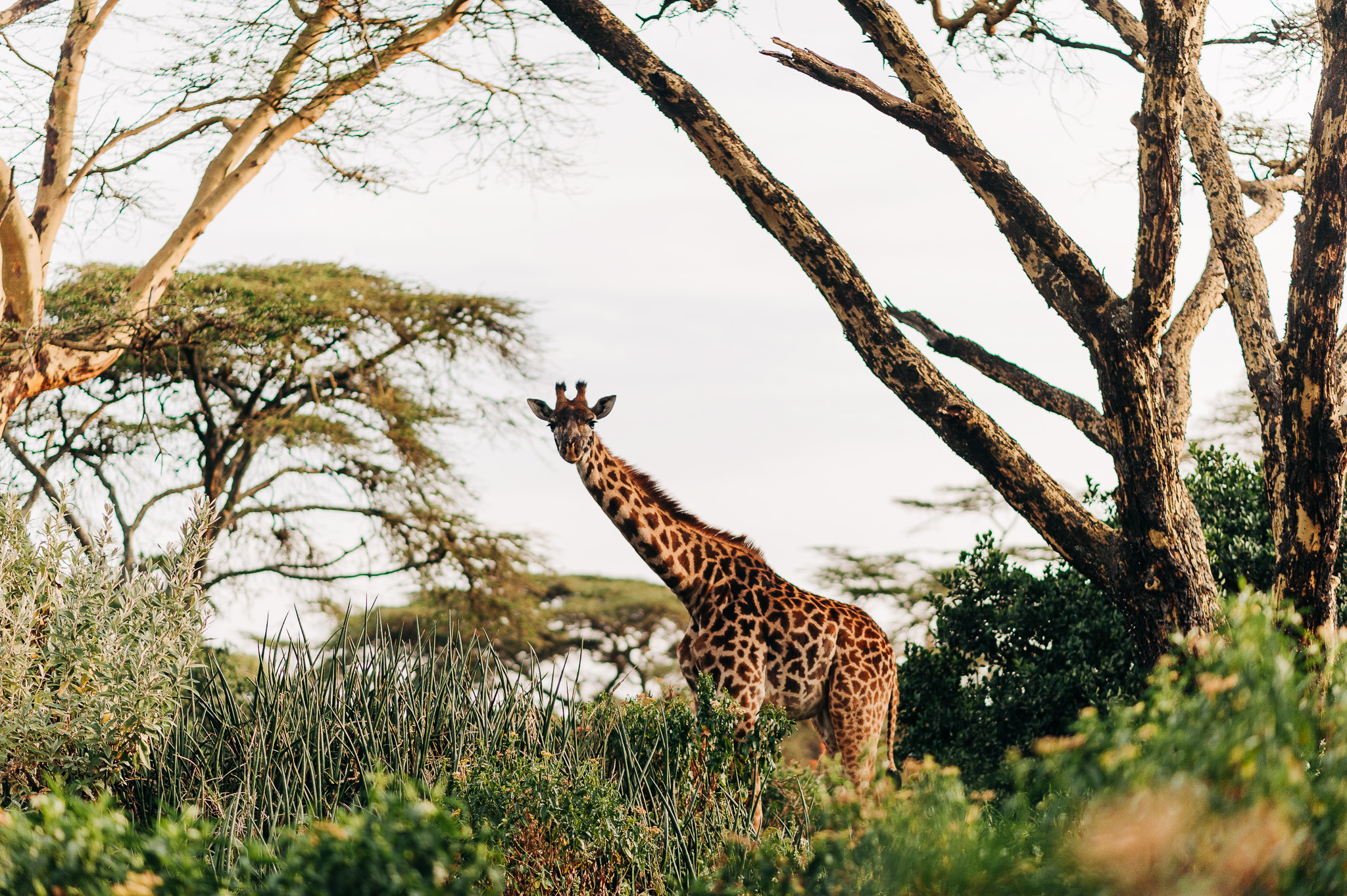 Anna-Hari-Photography-Safari-Elopement-Kenya-Wedding-Photographer-Kenya-77.jpg