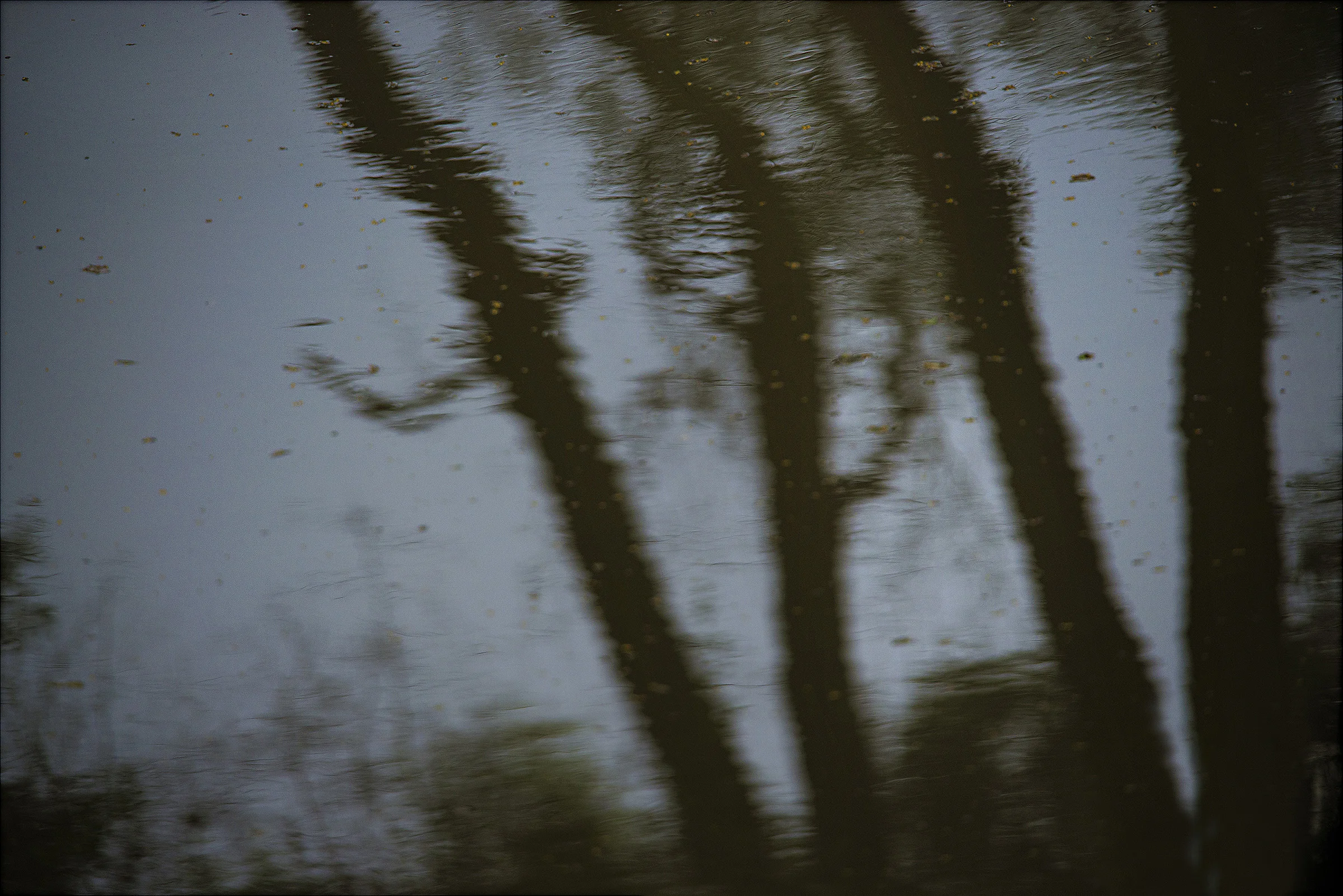 Bivas Bhattacharjee_The Hidden Dance of Trees 04_2014_36' x 24'_Photograph_Edition 1 of 3.jpg